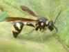 Eumenes coronatus